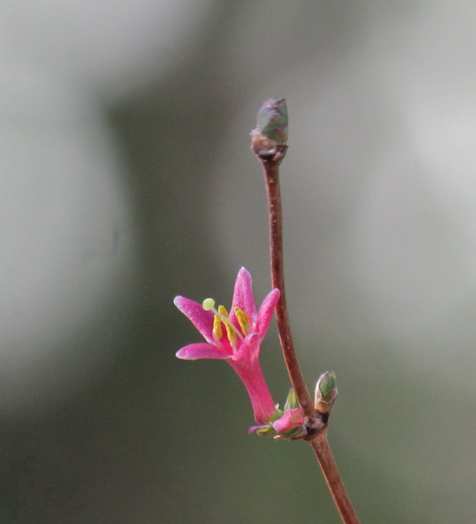 ウグイスカグラ