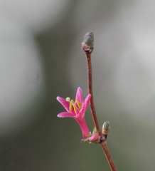 ウグイスカグラ