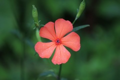 フシグロセンノウ