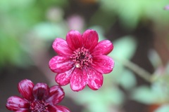 チョコレートコスモス