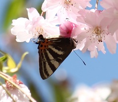 白馬のトラフシジミ