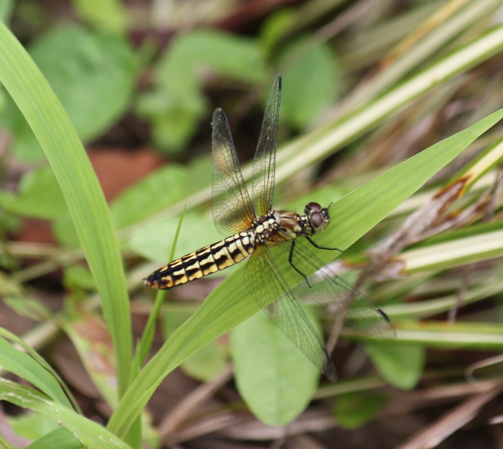 ハラビロトンボ　メス