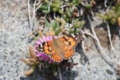 ヒメアカタテハ