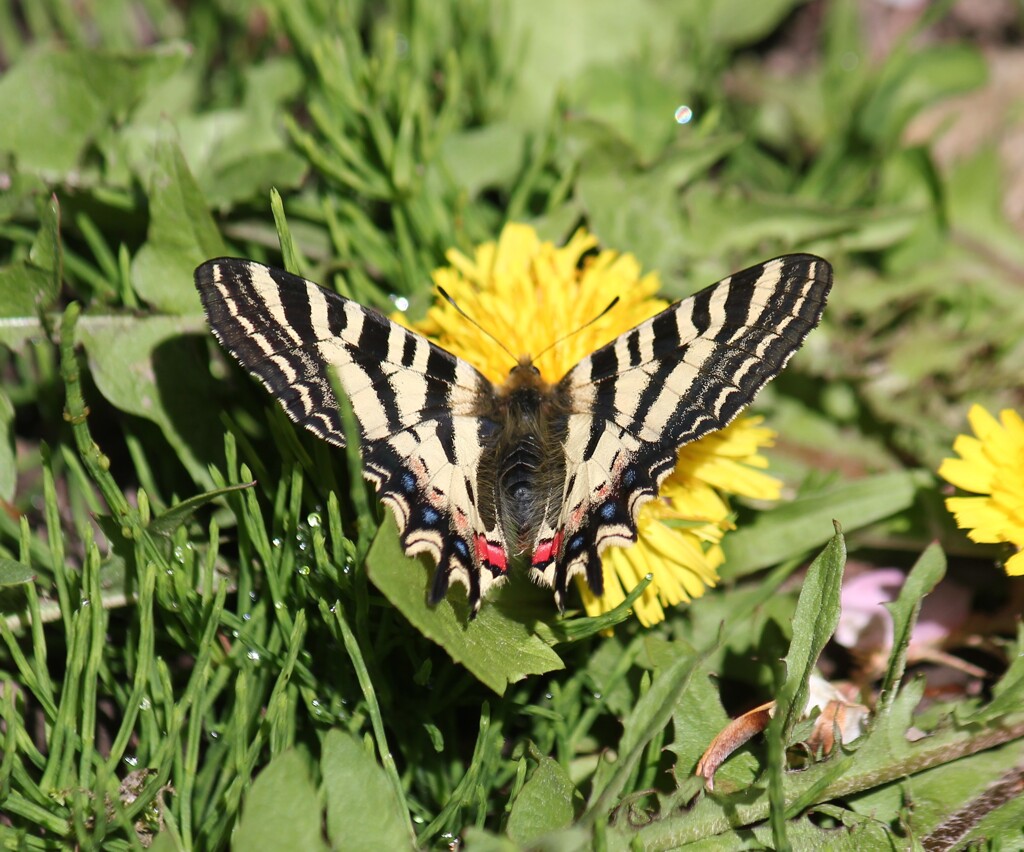 ヒメギフチョウ