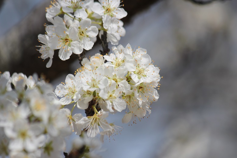 スモモの花