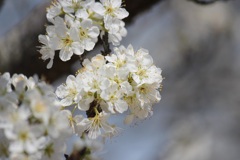スモモの花