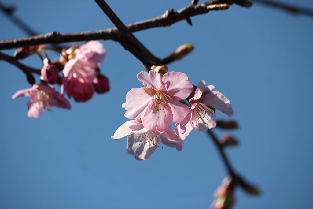 桜
