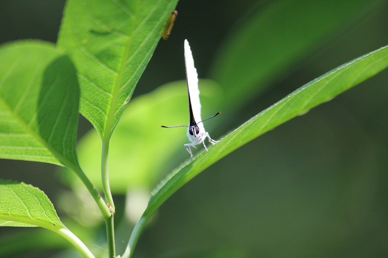 ウラゴマダラシジミ