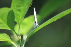 ウラゴマダラシジミ