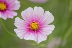 コスモス