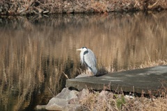 黄昏のアオちゃん