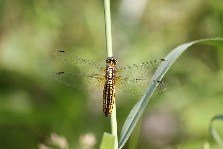 ハラビロトンボ　メス