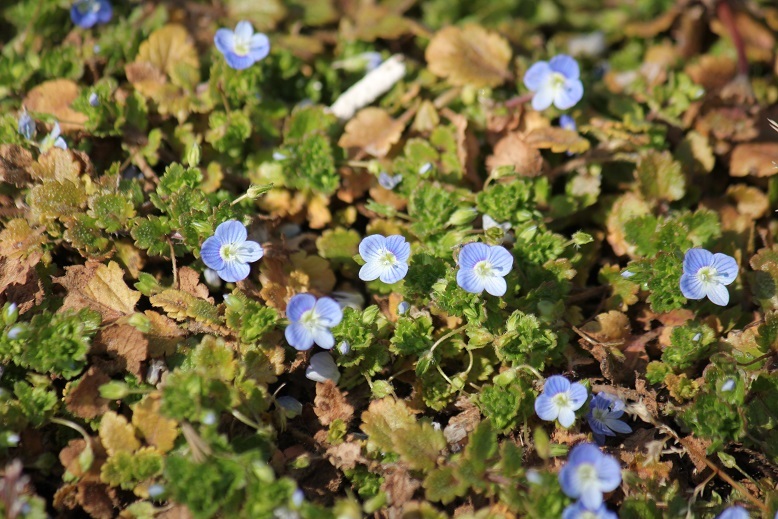 オオイヌノフグリ