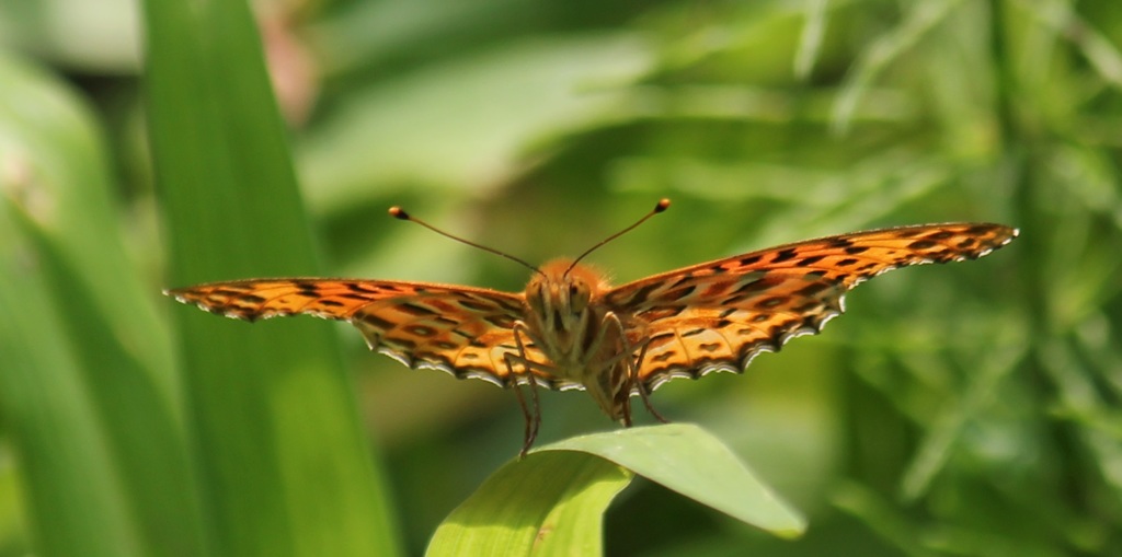 ツマグロヒョウモン