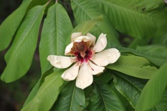 ホオノキの花