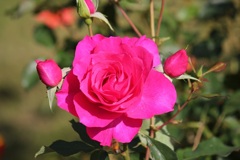 薔薇