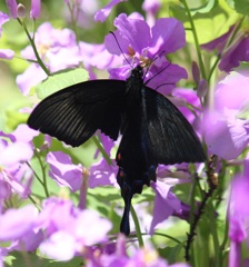 カラスアゲハ