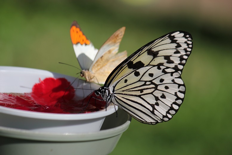 オオゴマダラとツマベニチョウ仲良く一緒
