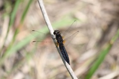ハラビロトンボ　オス　 黒化