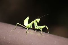 カマキリ