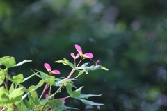 イロハモミジの種