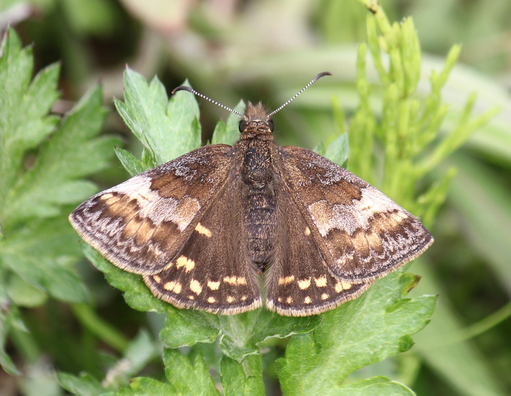 ミヤマセセリ　メス