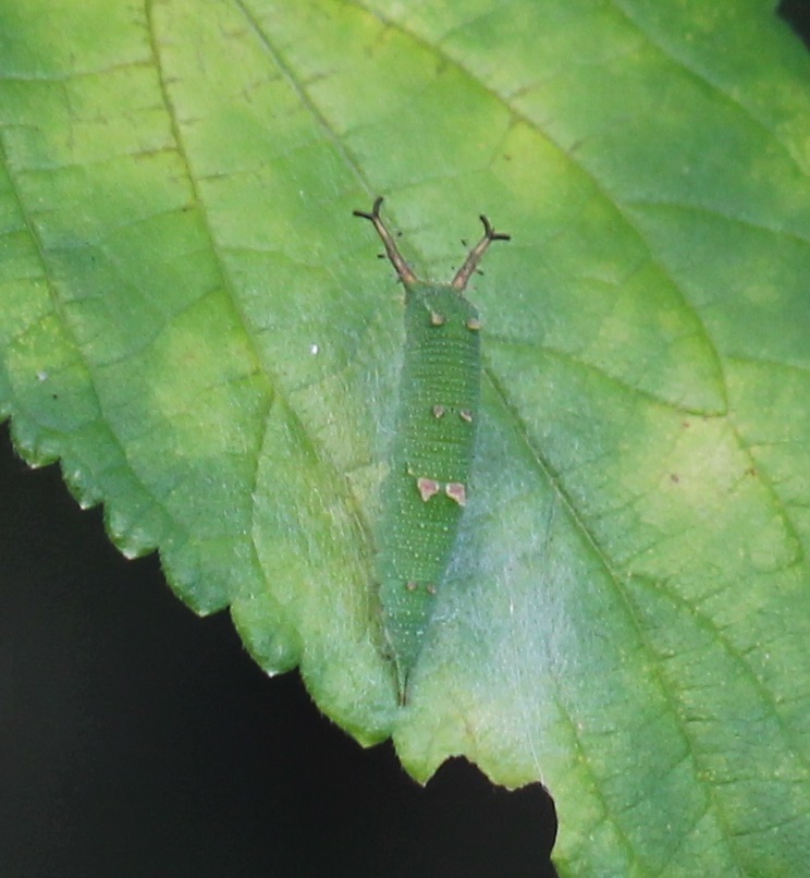 アカボシゴマダラの幼虫