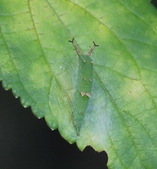 アカボシゴマダラの幼虫