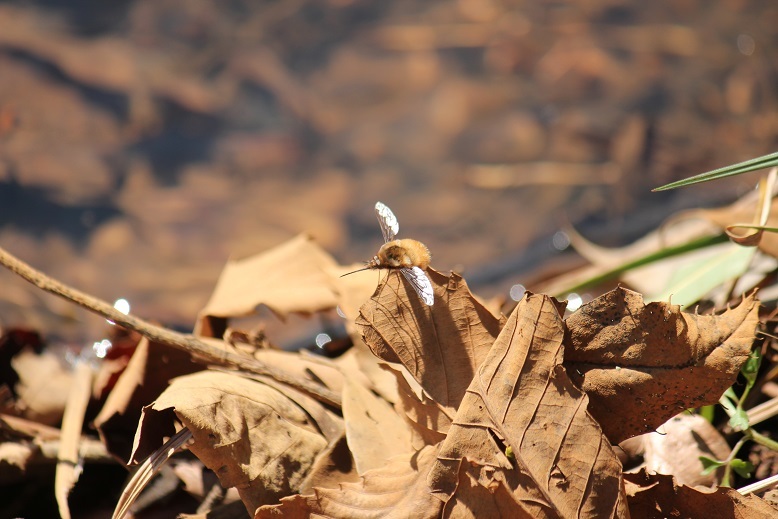 ビロードツリアブ