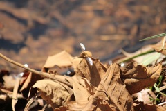 ビロードツリアブ