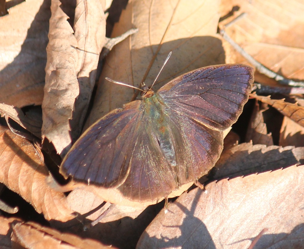 ムラサキツバメ　オス