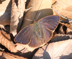 ムラサキツバメ　オス