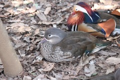 オシドリ夫婦　多摩動物園