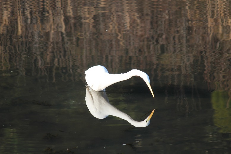 ダイサギ