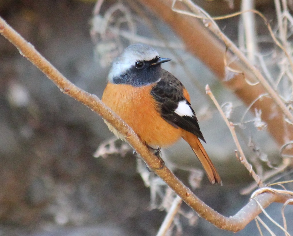 ジョウビタキ　オス