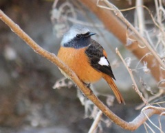 ジョウビタキ　オス