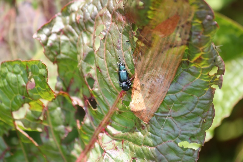 コガタルリハムシ