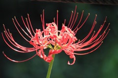彼岸花