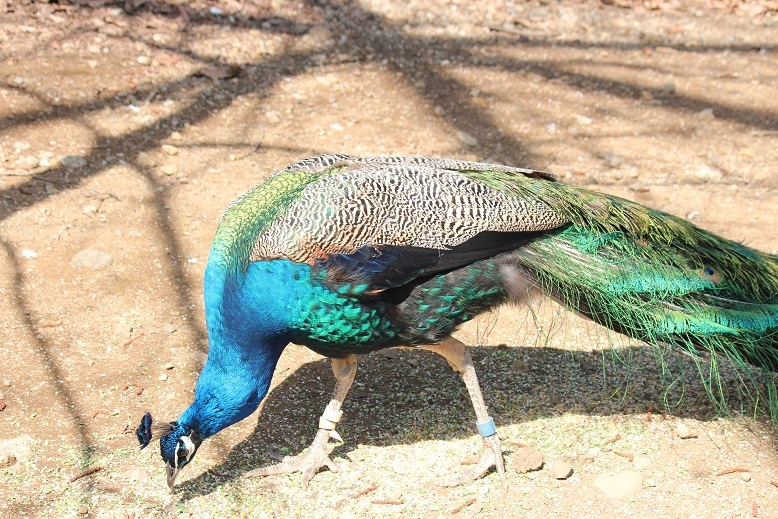 クジャク　多摩動物園