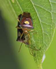 エサキモンキツノカメムシ