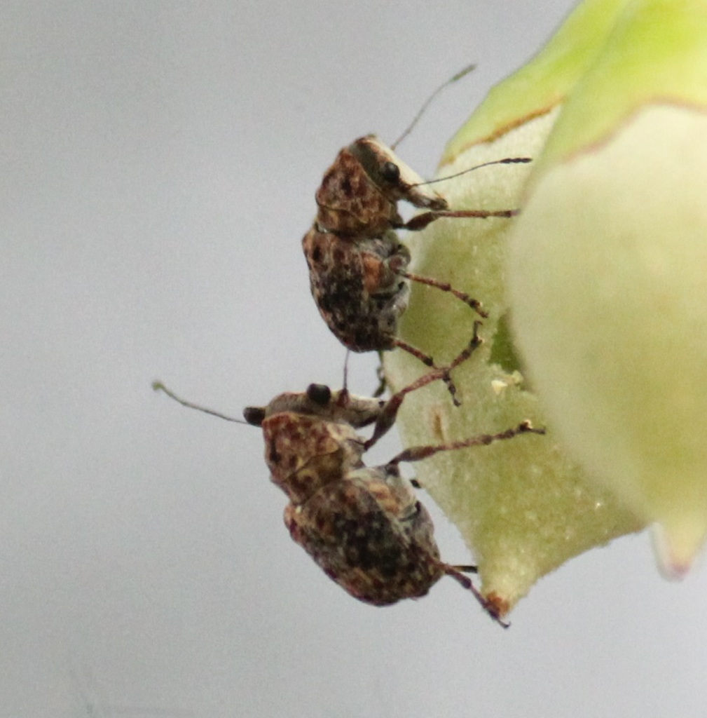 エゴヒゲナガゾウムシ