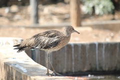 ダイシャクシギ幼鳥　多摩動物園