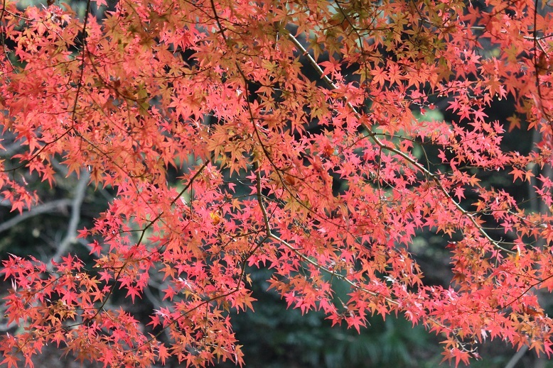 紅葉