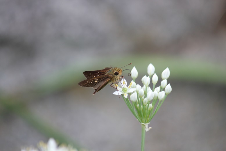 イチモンジセセリ