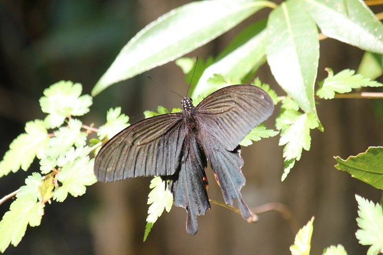 クロアゲハ　オス