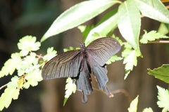 クロアゲハ　オス