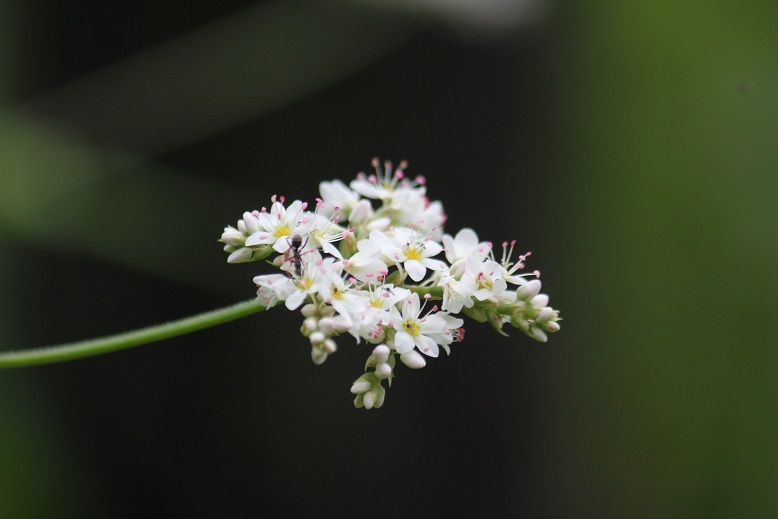シャクチリソバ