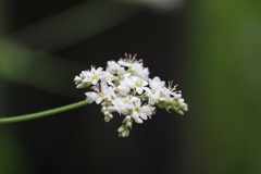 シャクチリソバ