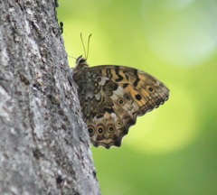 サトキマダラヒカゲ