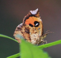 イカリモンガ